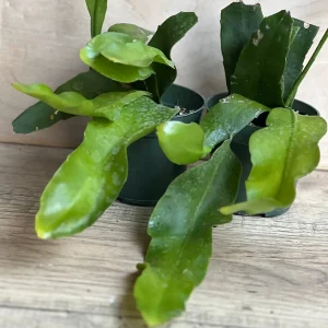 Epiphyllum oxypetalum Night Blooming Cactus Live Plant, Queen of the Night, 4 inch Pot - Image 3