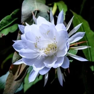 Epiphyllum oxypetalum Night Blooming Cactus Live Plant, Queen of the Night, 4 inch Pot - Image 1