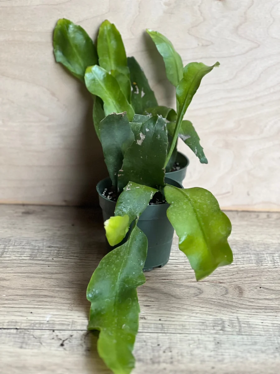 Epiphyllum oxypetalum Night Blooming Cactus Live Plant, Queen of the Night, 4 inch Pot - Image 4