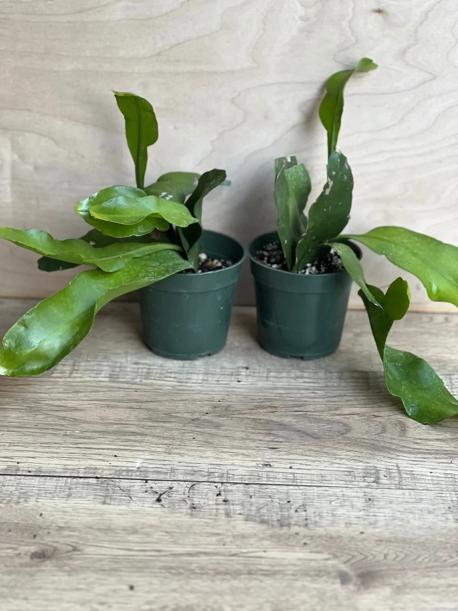 Epiphyllum oxypetalum Night Blooming Cactus Live Plant, Queen of the Night, 4 inch Pot - Image 5