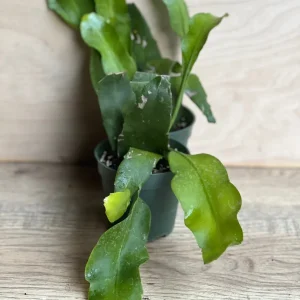 Epiphyllum oxypetalum Night Blooming Cactus Live Plant, Queen of the Night, 4 inch Pot - Image 6