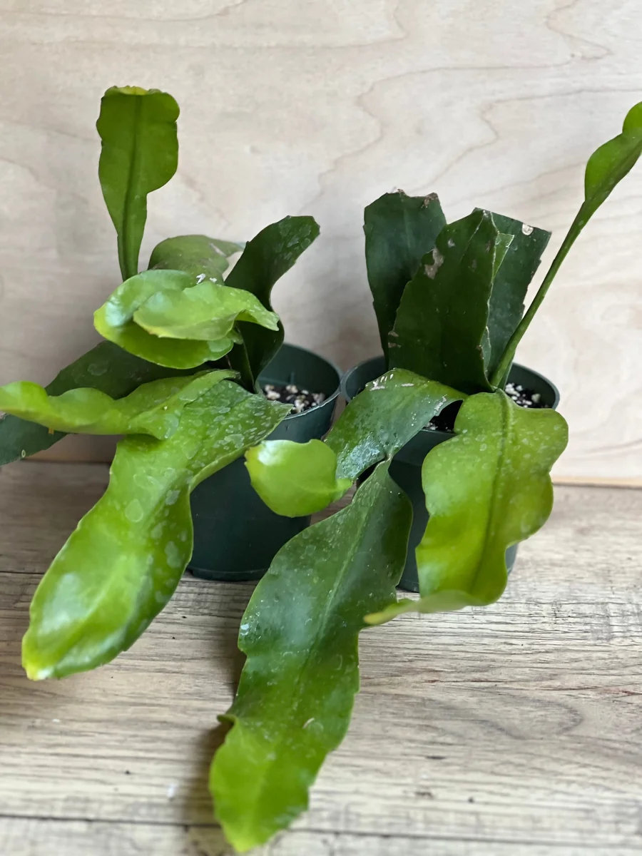 Epiphyllum oxypetalum Night Blooming Cactus Live Plant, Queen of the Night, 4 inch Pot - Image 7