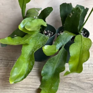 Epiphyllum oxypetalum Night Blooming Cactus Live Plant, Queen of the Night, 4 inch Pot - Image 8