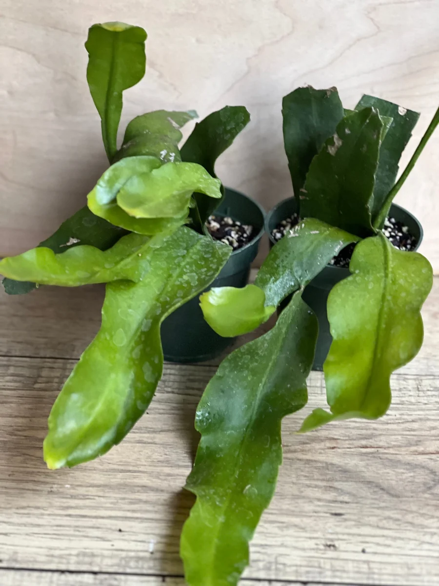 Epiphyllum oxypetalum Night Blooming Cactus Live Plant, Queen of the Night, 4 inch Pot - Image 8