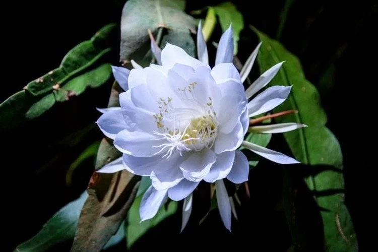 Epiphyllum oxypetalum Night Blooming Cactus Live Plant, Queen of the Night, 4 inch Pot - Image 1