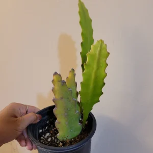 Epiphyllum Sp Succulent Live Plant - Easy Care Drought Tolerant Houseplant - Image 10