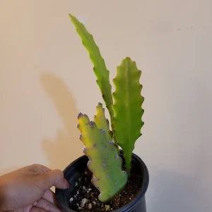 Epiphyllum Sp Succulent Live Plant - Easy Care Drought Tolerant Houseplant - Image 9