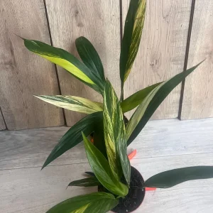 Epipremnum Amplissimum Variegated Live Plant – 4 inch Pot – Rare Indoor Plant - Image 2