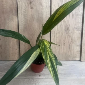 Epipremnum Amplissimum Variegated Live Plant – 4 inch Pot – Rare Indoor Plant - Image 3