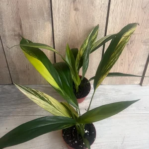 Epipremnum Amplissimum Variegated Live Plant – 4 inch Pot – Rare Indoor Plant - Image 1