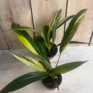 Epipremnum Amplissimum Variegated Live Plant – 4 inch Pot – Rare Indoor Plant - Image 8