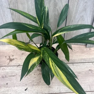 Epipremnum Amplissimum Variegated Live Plant – 6 Inch Pot – Rare Indoor Aroid - Image 5