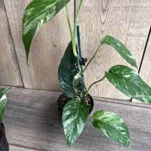 Epipremnum Pinnatum Albo Variegated Live Plant – 4 inch Pot – Indoor Climbing Plant - Image 2