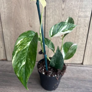 Epipremnum Pinnatum Albo Variegated Live Plant – 4 inch Pot – Indoor Climbing Plant - Image 4