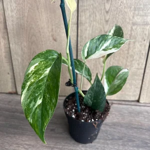 Epipremnum Pinnatum Albo Variegated Live Plant – 4 inch Pot – Indoor Climbing Plant - Image 5