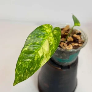 Epipremnum Pinnatum Golden Flame Variegated Live Plant - Indoor Collector Plant - Image 3