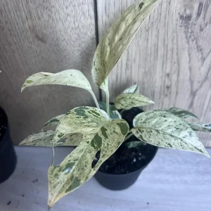 Epipremnum Pinnatum Marble Variegated Live Plant – 4 inch Pot – Indoor Pothos - Image 2