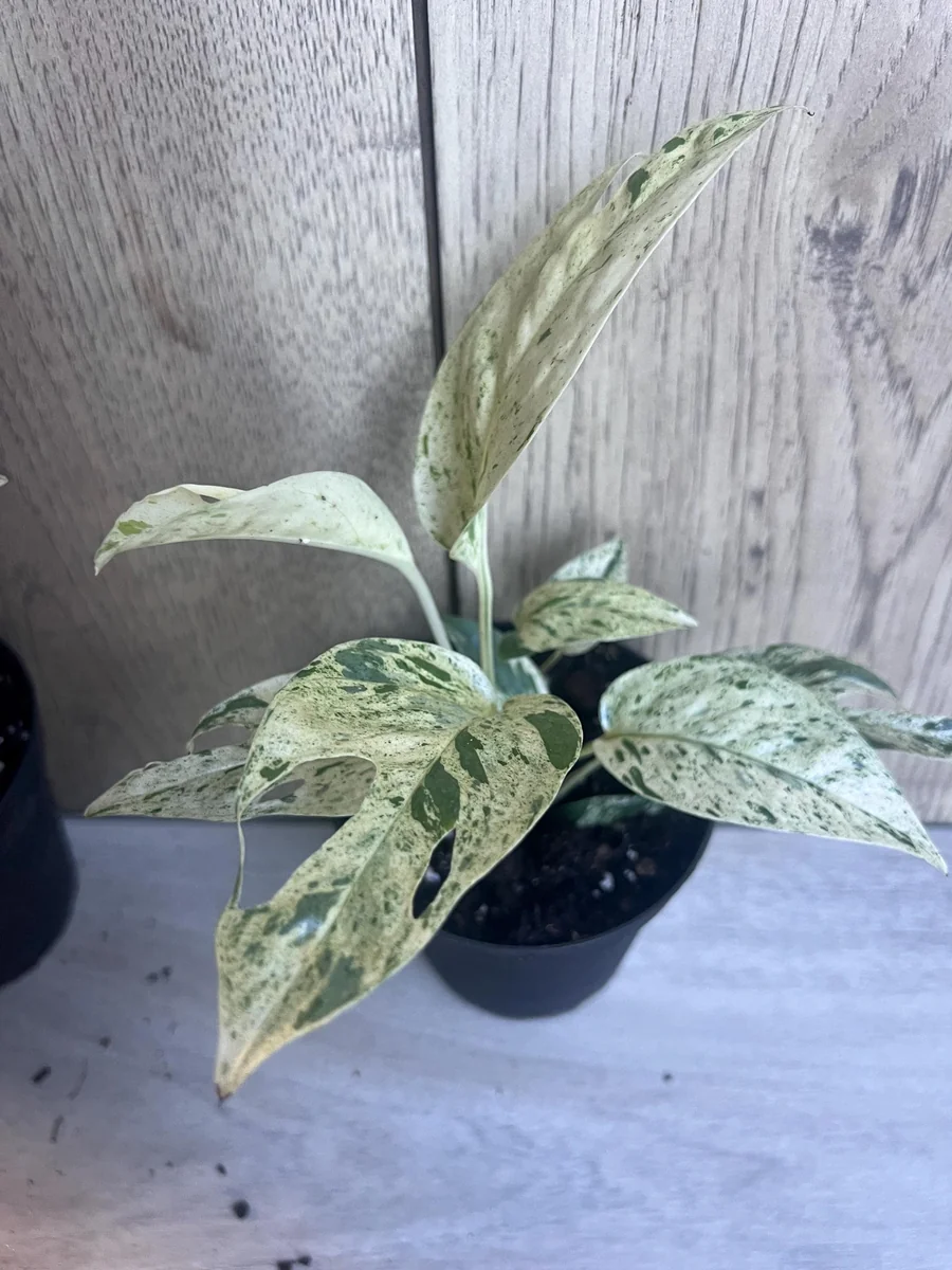 Epipremnum Pinnatum Marble Variegated Live Plant – 4 inch Pot – Indoor Pothos - Image 2