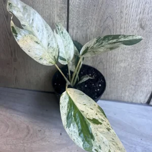 Epipremnum Pinnatum Marble Variegated Live Plant – 4 inch Pot – Indoor Pothos - Image 3