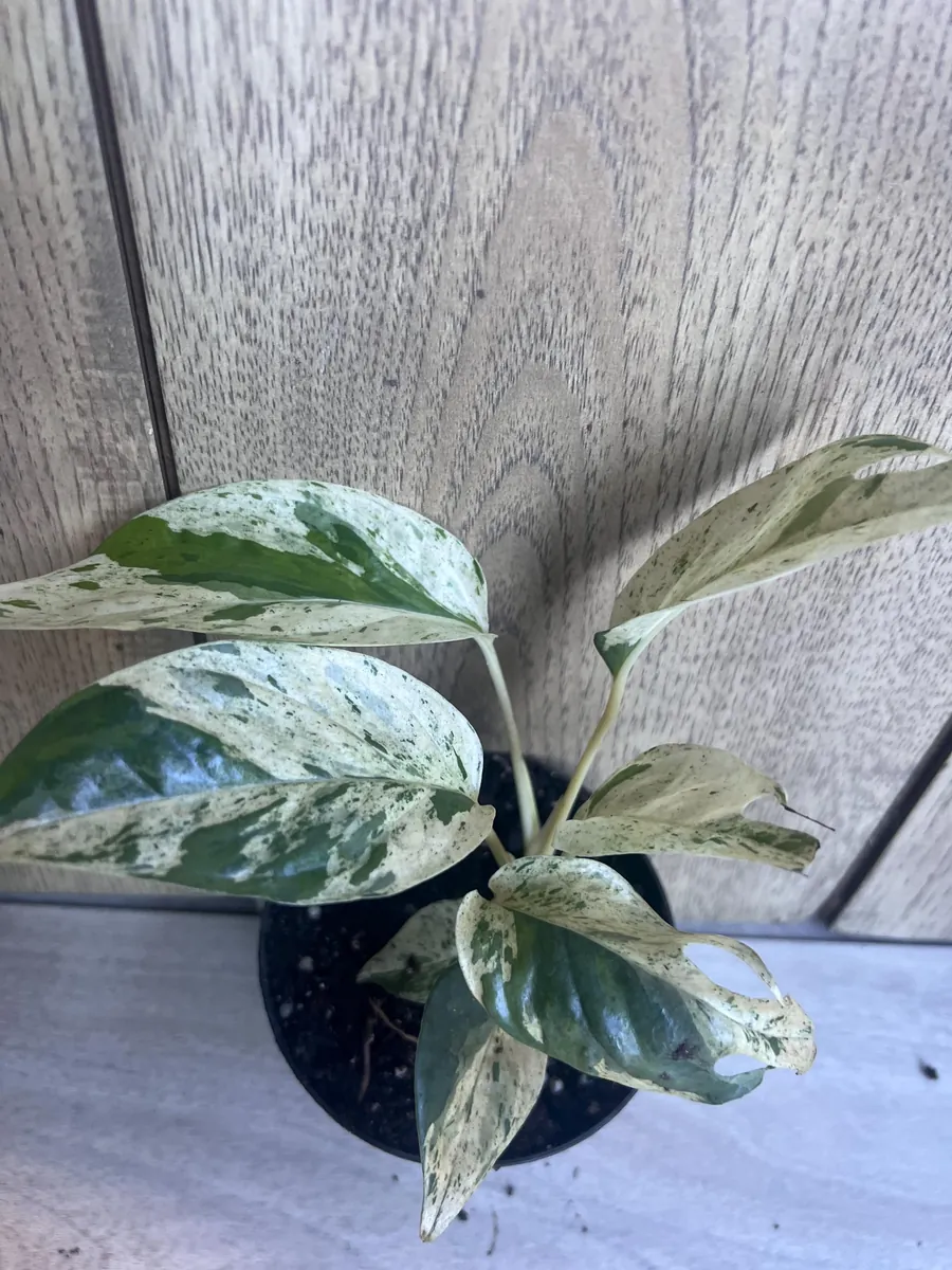 Epipremnum Pinnatum Marble Variegated Live Plant – 4 inch Pot – Indoor Pothos - Image 4