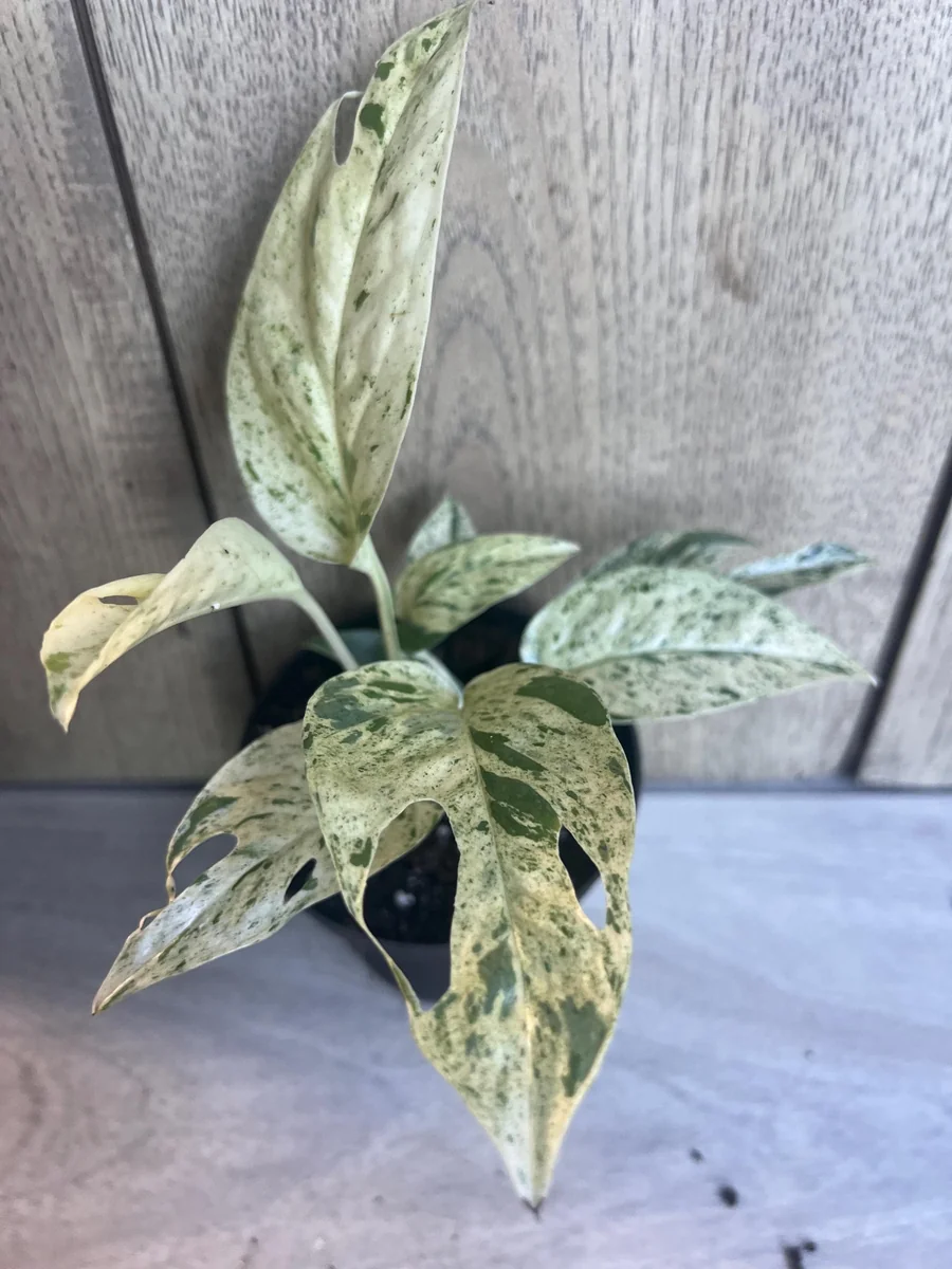 Epipremnum Pinnatum Marble Variegated Live Plant – 4 inch Pot – Indoor Pothos - Image 5
