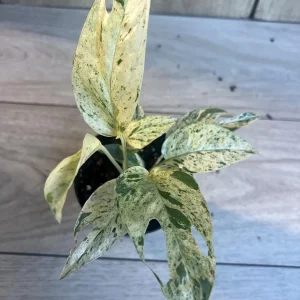 Epipremnum Pinnatum Marble Variegated Live Plant – 4 inch Pot – Indoor Pothos - Image 6