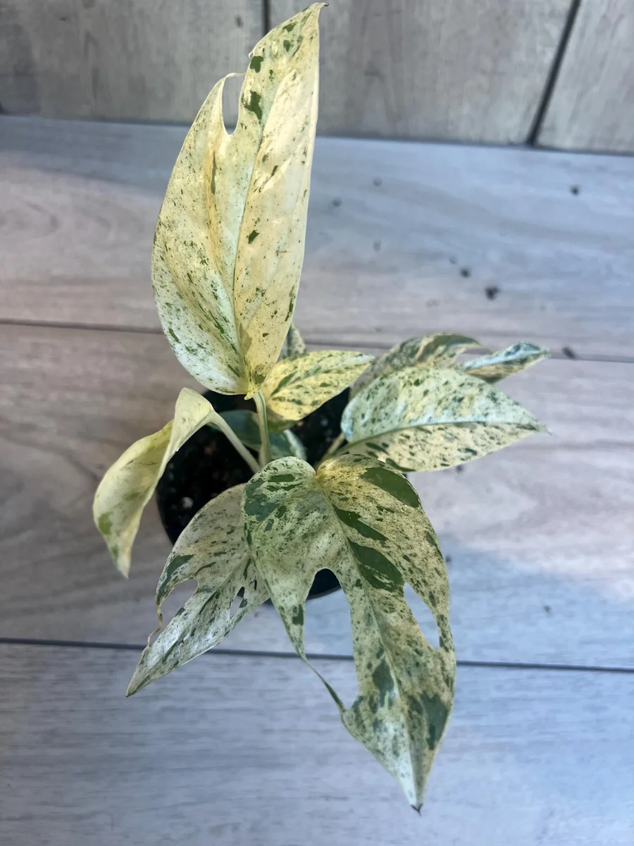 Epipremnum Pinnatum Marble Variegated Live Plant – 4 inch Pot – Indoor Pothos - Image 6