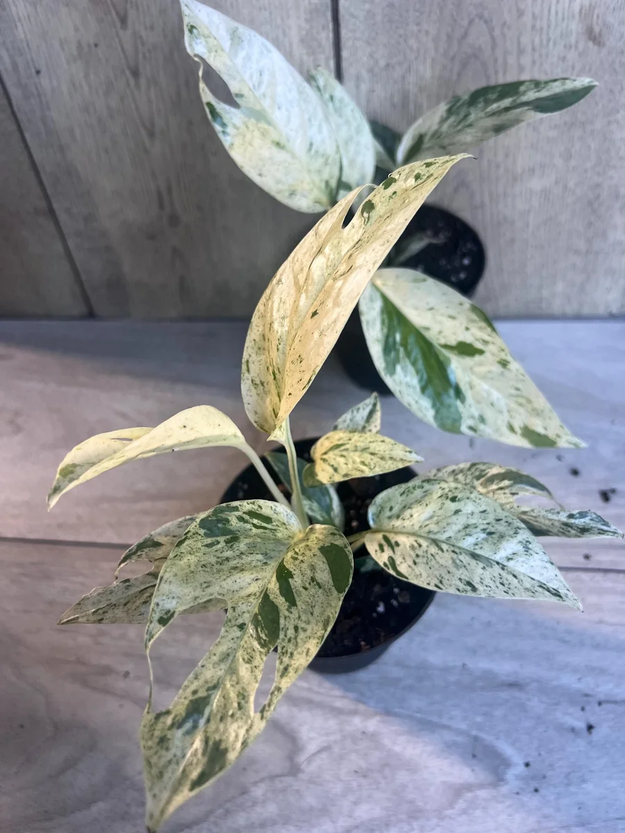 Epipremnum Pinnatum Marble Variegated Live Plant – 4 inch Pot – Indoor Pothos - Image 8