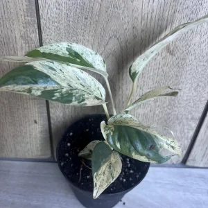 Epipremnum Pinnatum Marble Variegated Live Plant – 4 inch Pot – Indoor Pothos - Image 9