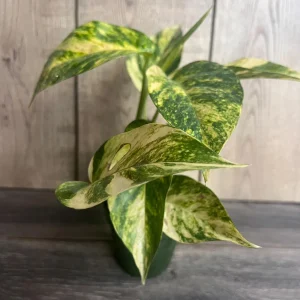 Epipremnum Pinnatum Yellow Flame Live Plant – 4" Pot – Indoor Vining Houseplant - Image 2