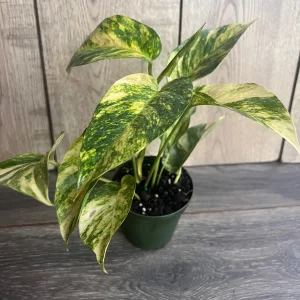 Epipremnum Pinnatum Yellow Flame Live Plant – 4