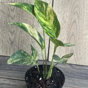 Epipremnum Pinnatum Yellow Flame Live Plant – 4