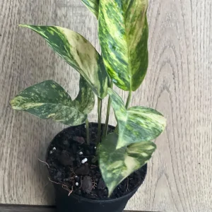 Epipremnum Pinnatum Yellow Flame Live Plant – 4