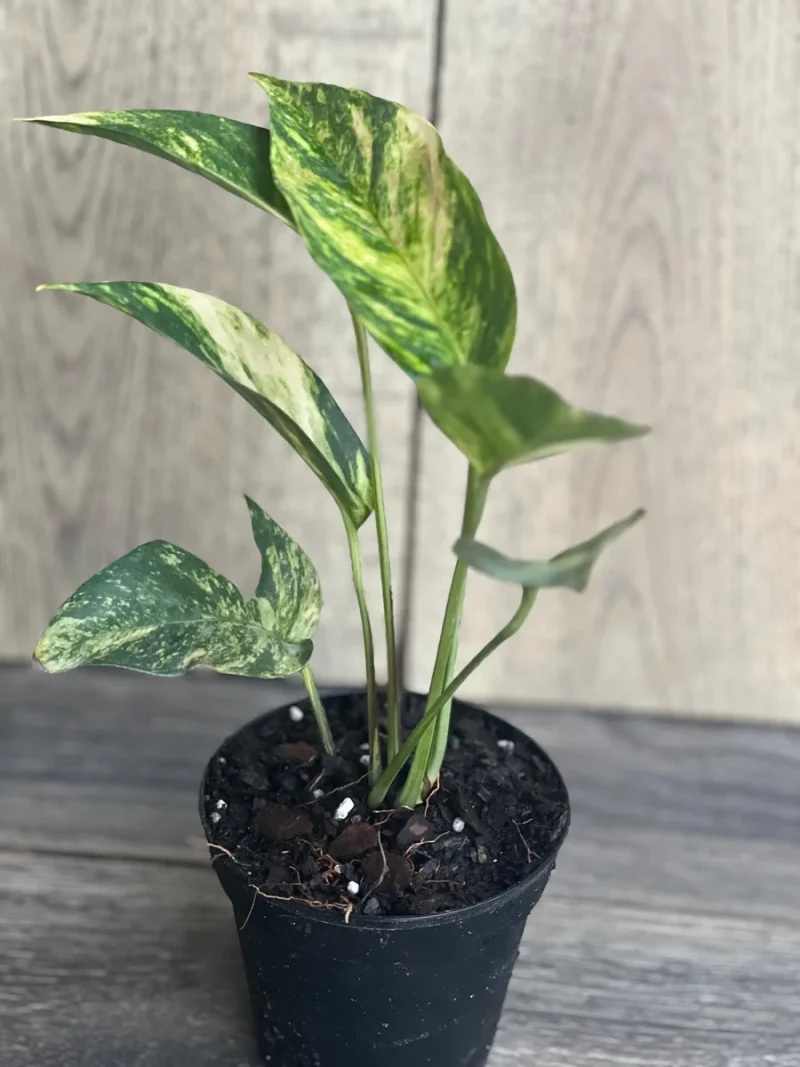 Golden Flame Epipremnum - 1 Live Plant in a 4 Inch Pot - Epipremnum Pinnatum - Extremely Rare Houseplant