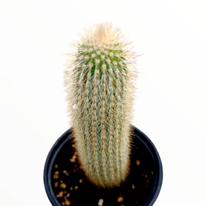 Espostoa guentheri Cactus Live Plant – Drought Tolerant Succulent for Sunny Areas - Image 2