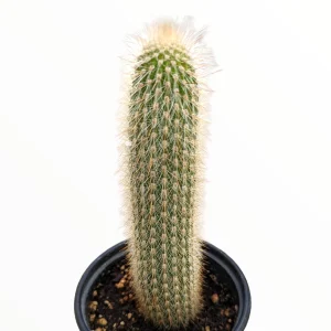 Espostoa guentheri Cactus Live Plant – Drought Tolerant Succulent for Sunny Areas - Image 1