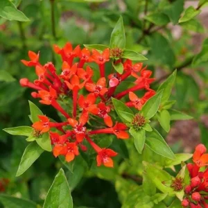 Estrellita Scarlet Firecracker Bush Live Plant – Bouvardia – 4 inch Pot - Image 1