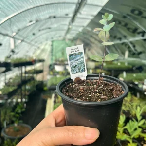 Eucalyptus Cinerea Silver Dollar Tree Live Plant – Evergreen Starter Plug - Image 10