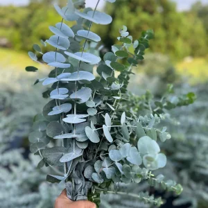 Eucalyptus Cinerea Silver Dollar Tree Live Plant – Evergreen Starter Plug - Image 7