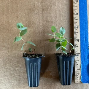 Eucalyptus Cinerea Silver Dollar Tree Live Plant – Evergreen Starter Plug - Image 9