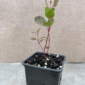 Eucalyptus Live Plant - Aromatic Spa Plant, Garden & Indoor Varieties, 3-6 inch Pot - Image 10