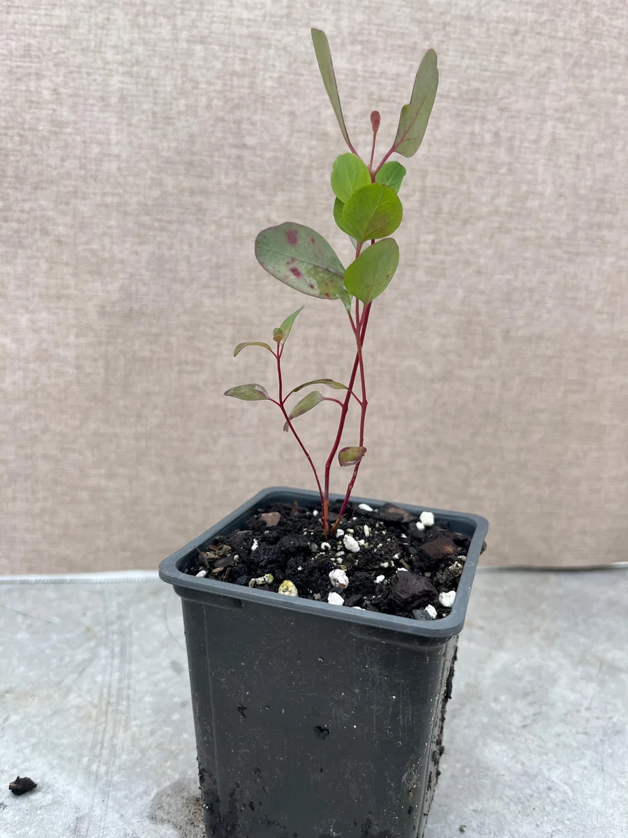 Eucalyptus Live Plant - Aromatic Spa Plant, Garden & Indoor Varieties, 3-6 inch Pot - Image 10