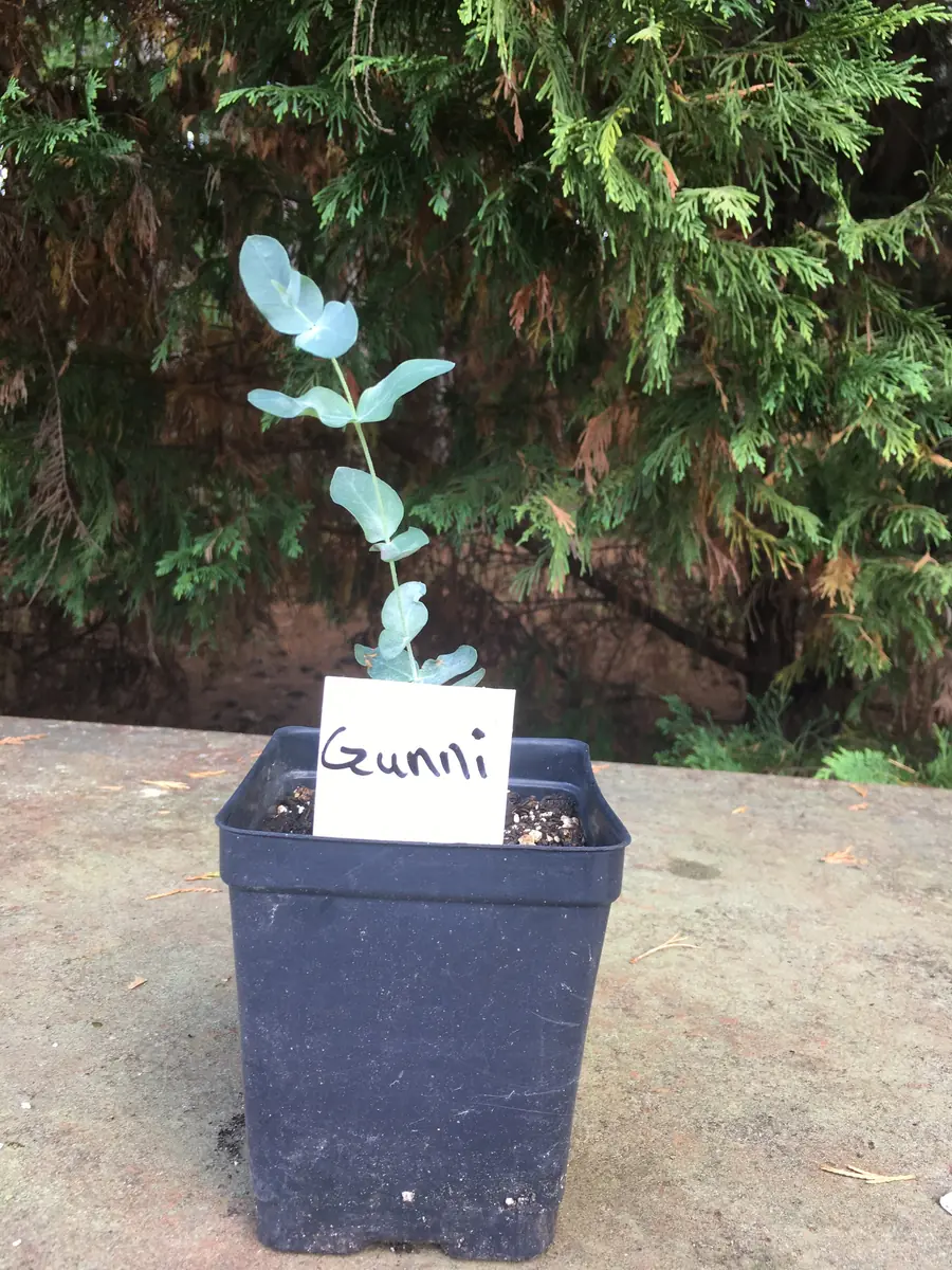 Eucalyptus Live Plant - Aromatic Spa Plant, Garden & Indoor Varieties, 3-6 inch Pot - Image 3