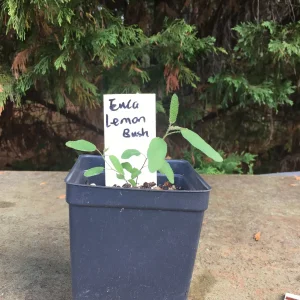 Eucalyptus Live Plant - Aromatic Spa Plant, Garden & Indoor Varieties, 3-6 inch Pot - Image 4