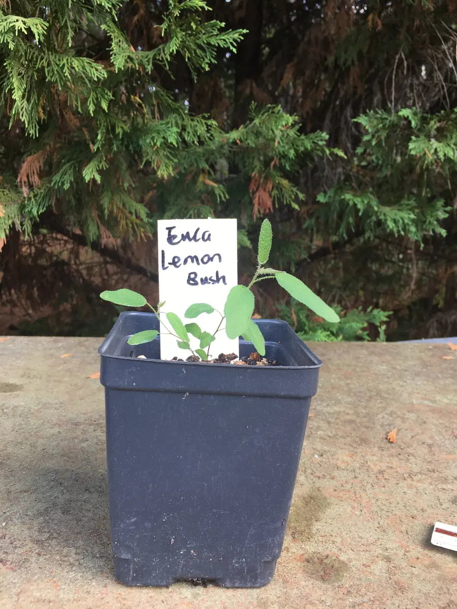 Eucalyptus Live Plant - Aromatic Spa Plant, Garden & Indoor Varieties, 3-6 inch Pot - Image 4