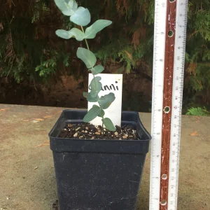 Eucalyptus Live Plant - Aromatic Spa Plant, Garden & Indoor Varieties, 3-6 inch Pot - Image 6