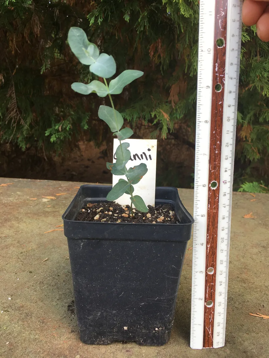 Eucalyptus Live Plant - Aromatic Spa Plant, Garden & Indoor Varieties, 3-6 inch Pot - Image 6