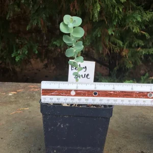 Eucalyptus Live Plant - Aromatic Spa Plant, Garden & Indoor Varieties, 3-6 inch Pot - Image 7