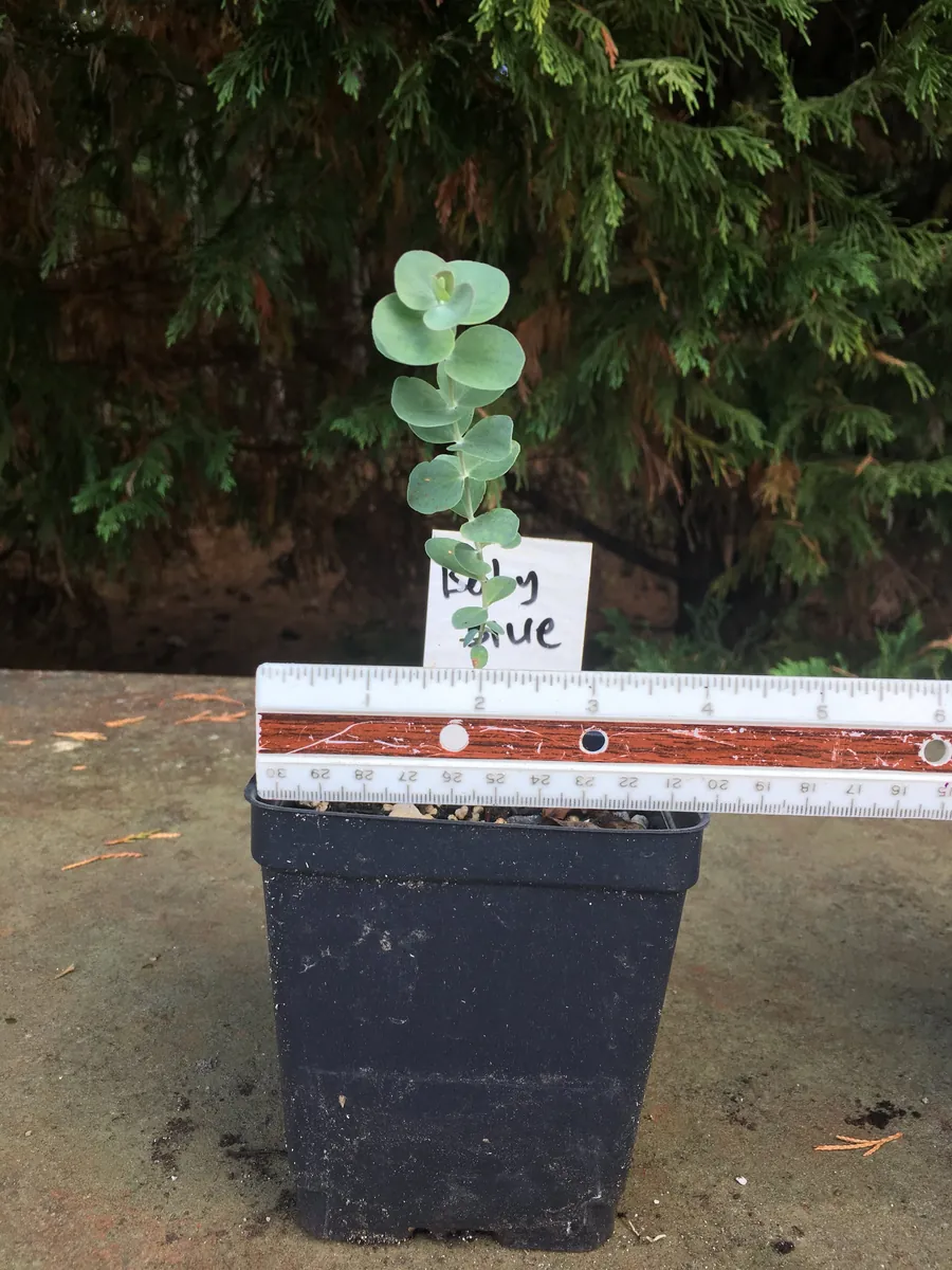 Eucalyptus Live Plant - Aromatic Spa Plant, Garden & Indoor Varieties, 3-6 inch Pot - Image 7