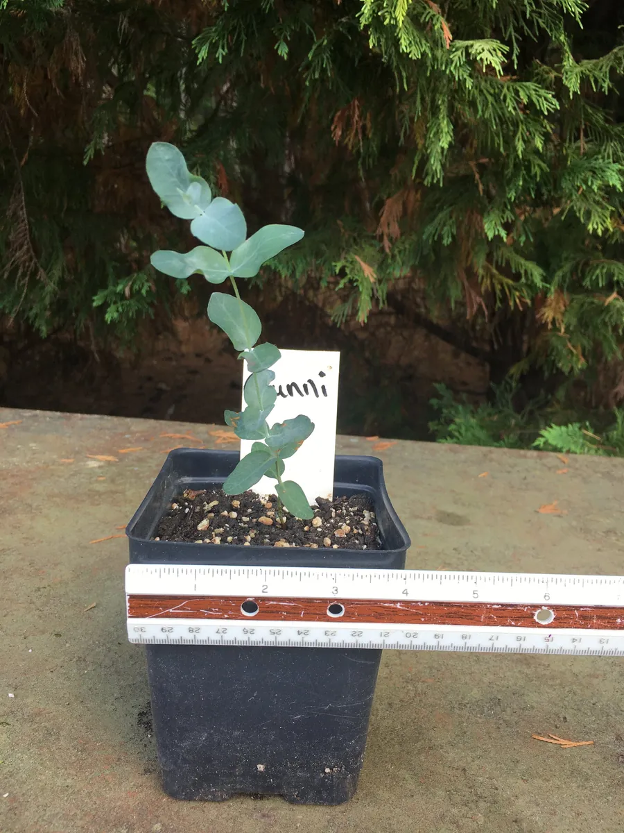 Eucalyptus Live Plant - Aromatic Spa Plant, Garden & Indoor Varieties, 3-6 inch Pot - Image 8